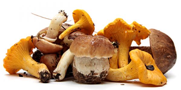 Medicinal mushroom brand Hifas da Terra: “There's no replacement for  research
